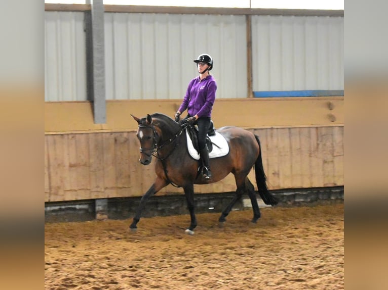 Pony tedesco Giumenta 4 Anni 145 cm Baio scuro in Ascheberg