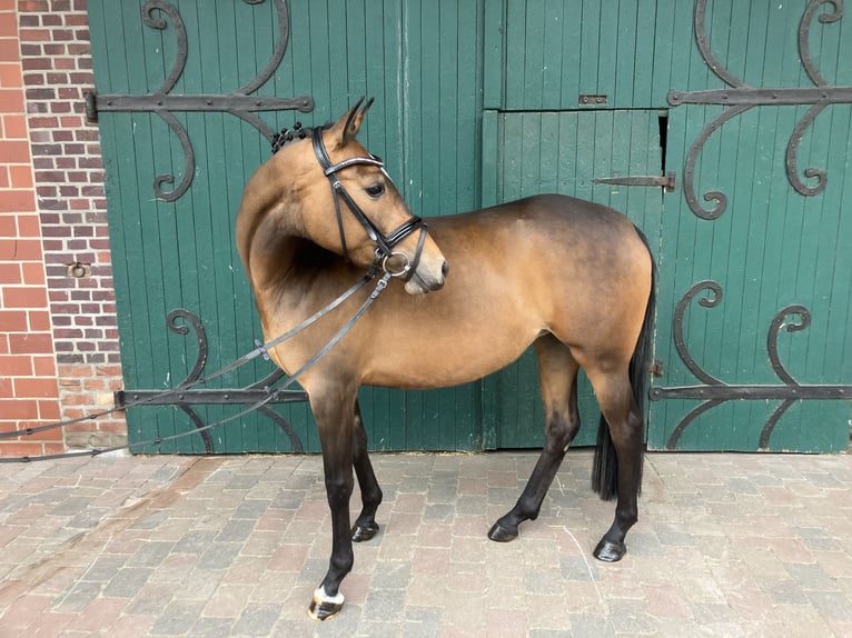 Pony tedesco Giumenta 4 Anni 145 cm Baio scuro in Ascheberg