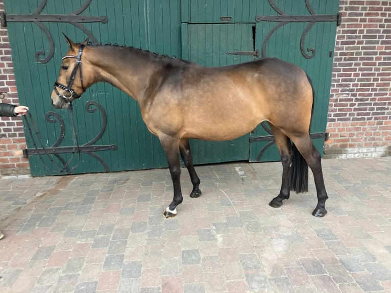 Pony tedesco Giumenta 4 Anni 145 cm Baio scuro in Ascheberg