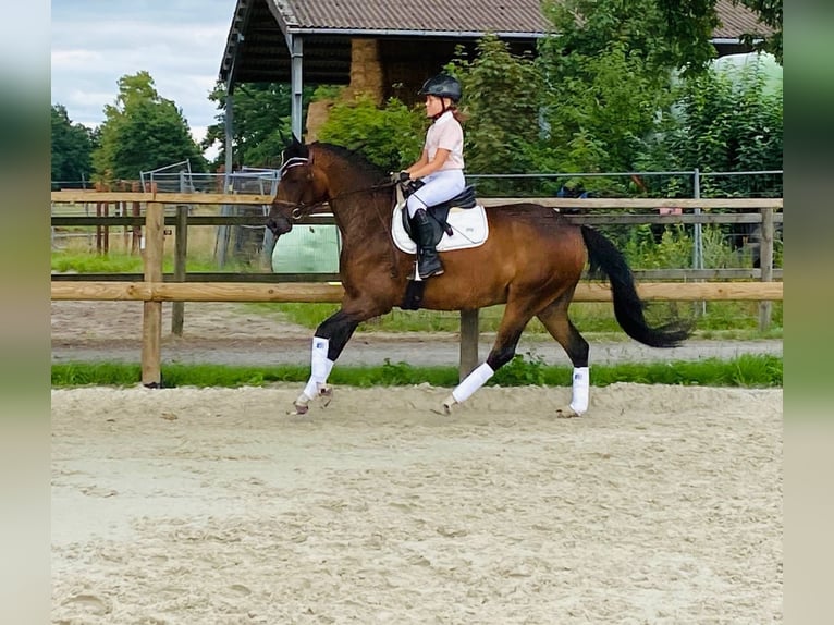 Pony tedesco Giumenta 4 Anni 145 cm Baio scuro in Bramsche
