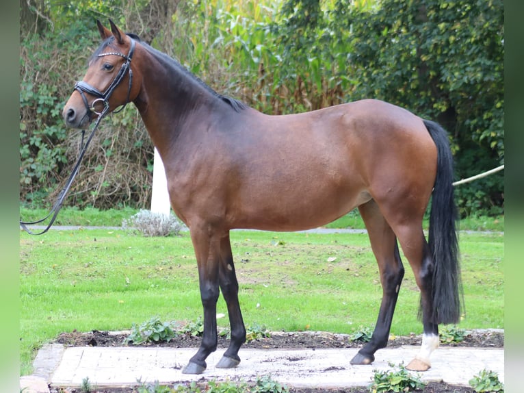 Pony tedesco Giumenta 4 Anni 145 cm Baio scuro in Westerkappeln