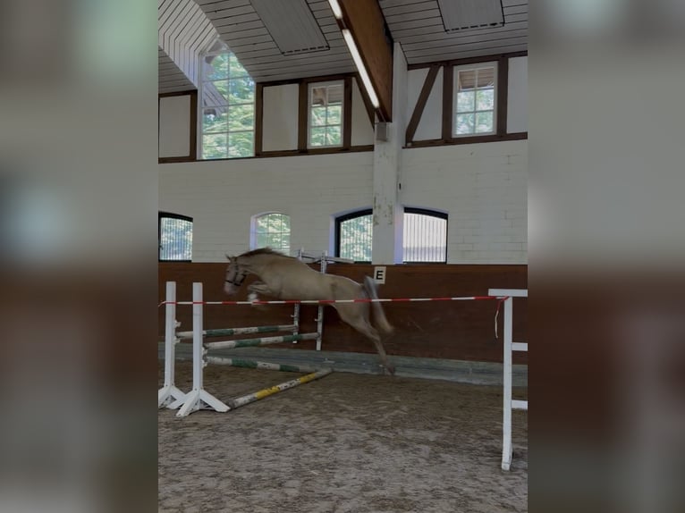 Pony tedesco Giumenta 4 Anni 145 cm Champagne in Kirchlinteln