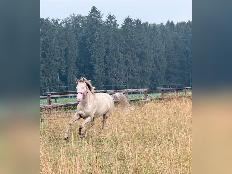 Pony tedesco Giumenta 4 Anni 145 cm Champagne in Kirchlinteln
