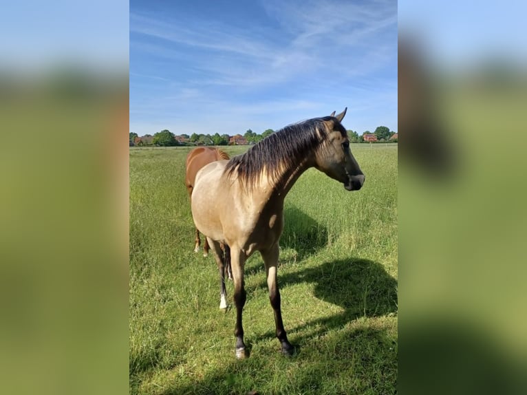 Pony tedesco Giumenta 4 Anni 145 cm Falbo in Hassendorf