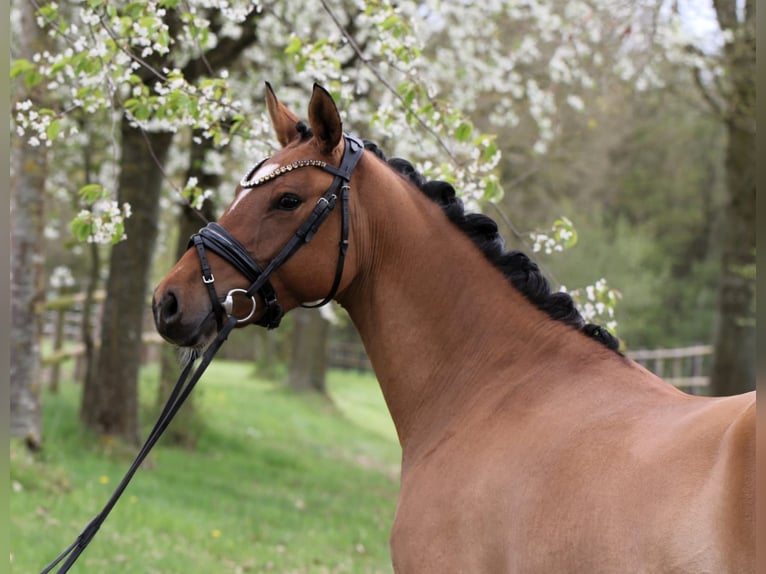 Pony tedesco Giumenta 4 Anni 145 cm Falbo in Rehburg-Loccum