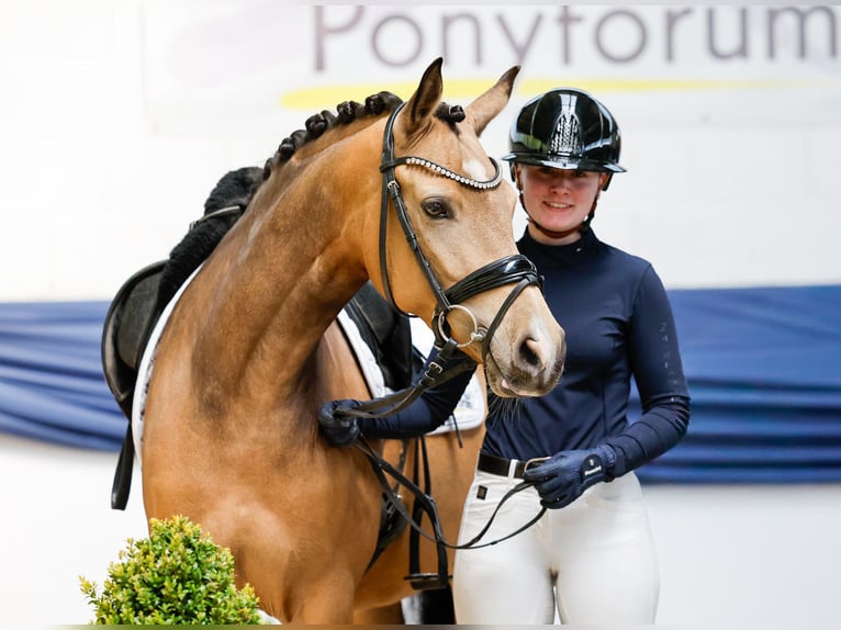 Pony tedesco Giumenta 4 Anni 145 cm Falbo in Marsberg