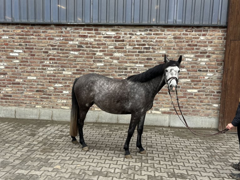 Pony tedesco Giumenta 4 Anni 145 cm Grigio pezzato in Grevenbroich