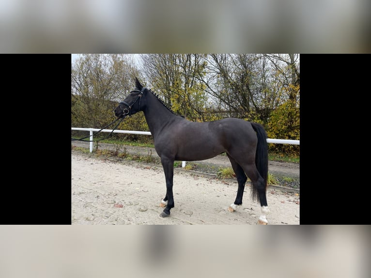 Pony tedesco Giumenta 4 Anni 145 cm Morello in Haren