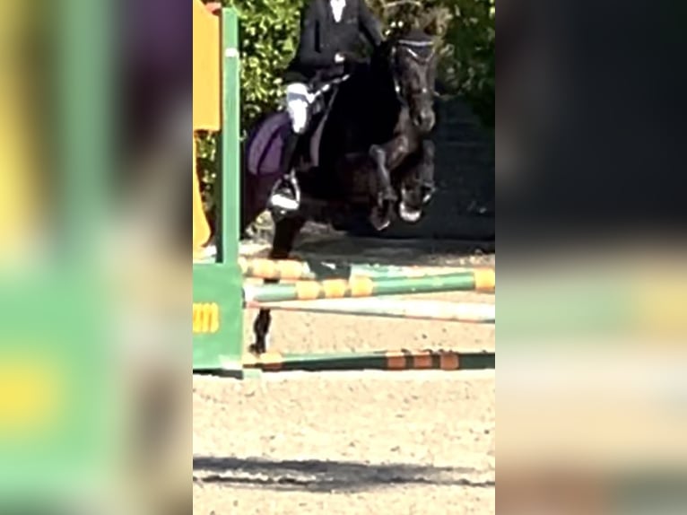 Pony tedesco Giumenta 4 Anni 145 cm Morello in Wien, Leopoldstadt