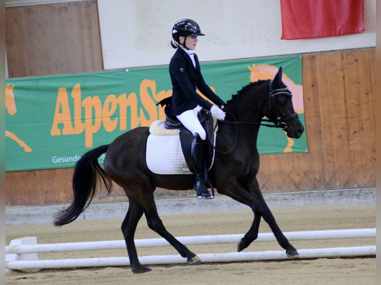 Pony tedesco Giumenta 4 Anni 145 cm Morello in Wien, Leopoldstadt