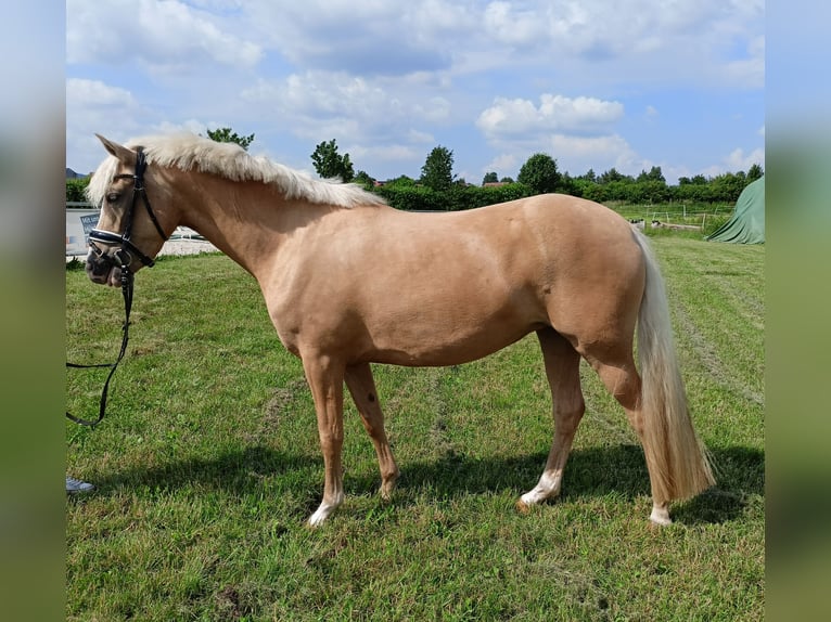 Pony tedesco Giumenta 4 Anni 145 cm Palomino in Salzhemmendorf