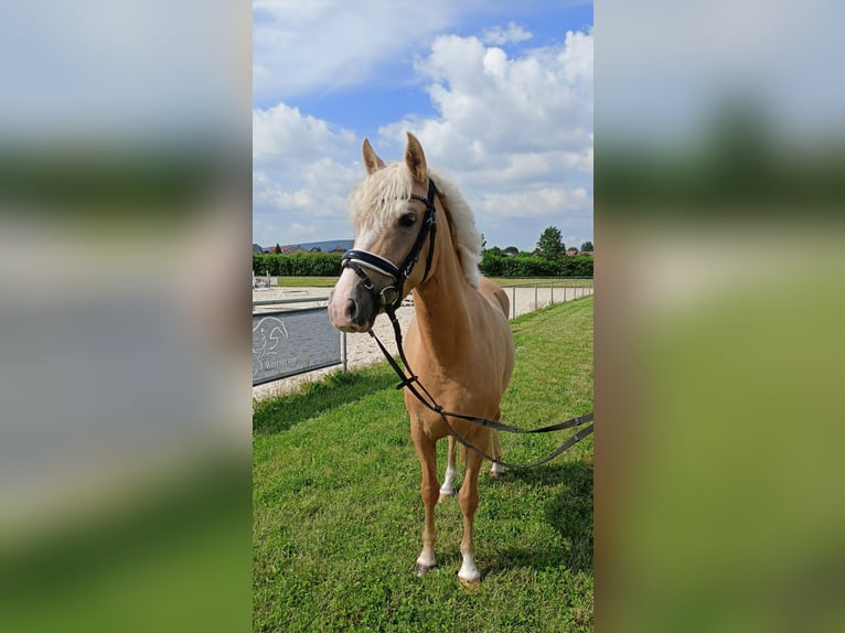 Pony tedesco Giumenta 4 Anni 145 cm Palomino in Salzhemmendorf