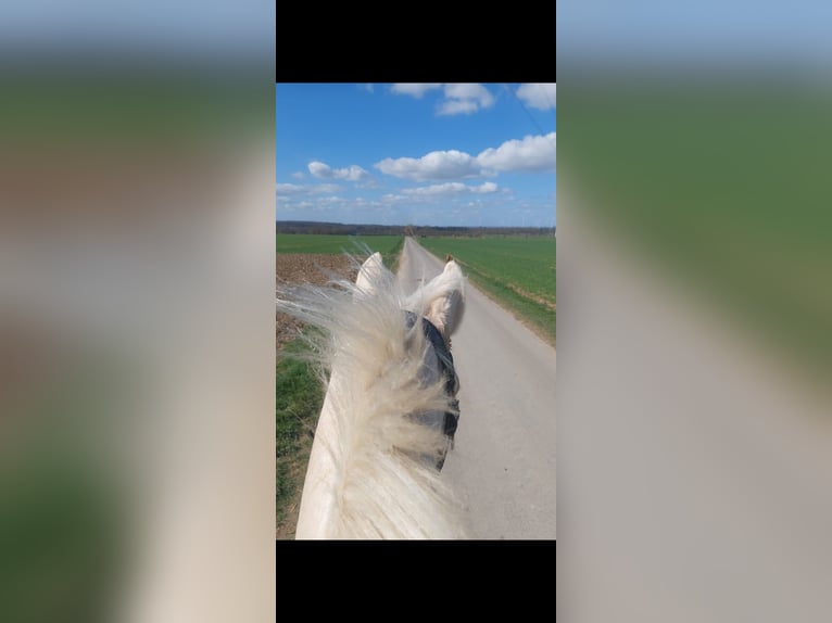 Pony tedesco Giumenta 4 Anni 145 cm Palomino in Delbrück
