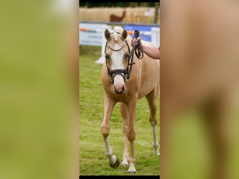 Pony tedesco Giumenta 4 Anni 145 cm Palomino in Delbrück