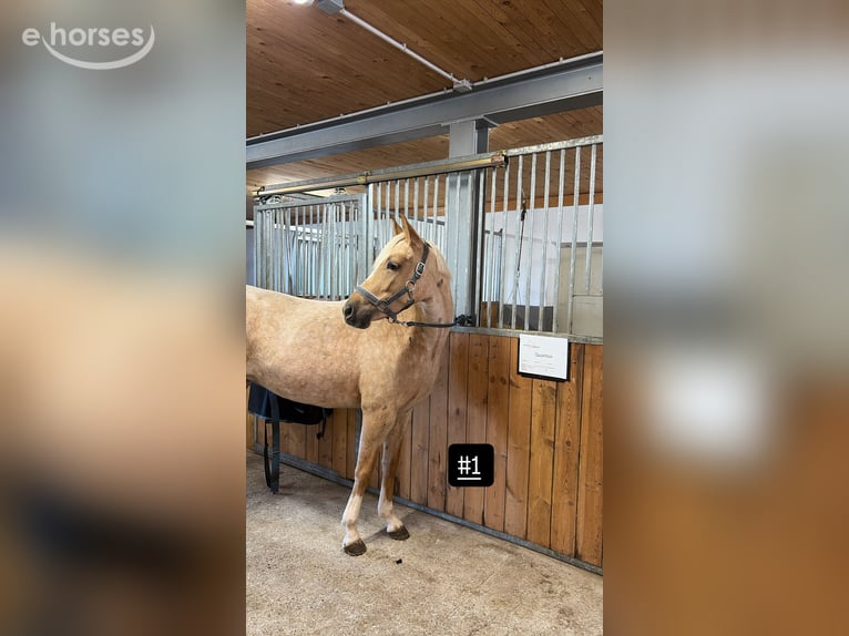 Pony tedesco Giumenta 4 Anni 145 cm Palomino in Kempten