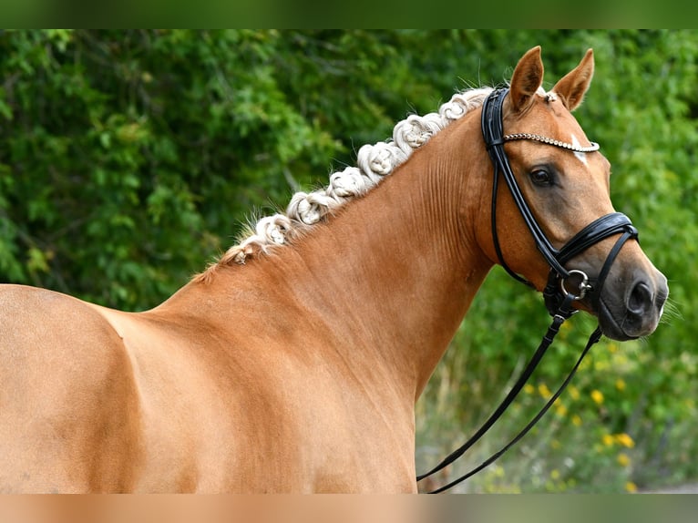 Pony tedesco Giumenta 4 Anni 145 cm Palomino in Kamern