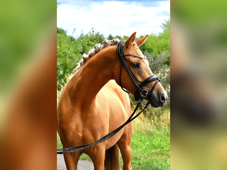 Pony tedesco Giumenta 4 Anni 145 cm Palomino in Kamern