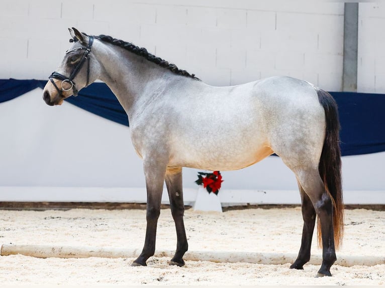 Pony tedesco Giumenta 4 Anni 145 cm Pelle di daino in Duderstadt