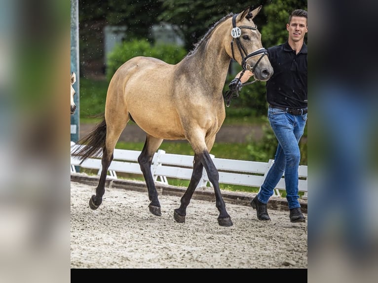 Pony tedesco Giumenta 4 Anni 145 cm Pelle di daino in Duderstadt