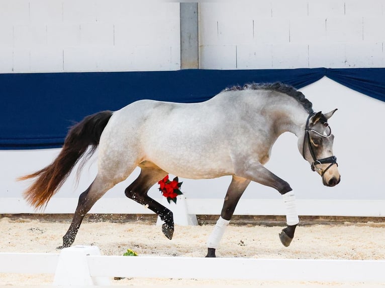 Pony tedesco Giumenta 4 Anni 145 cm Pelle di daino in Duderstadt
