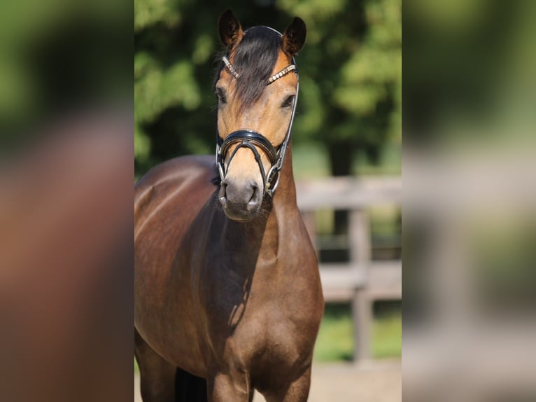 Pony tedesco Giumenta 4 Anni 145 cm Pelle di daino in Xanten