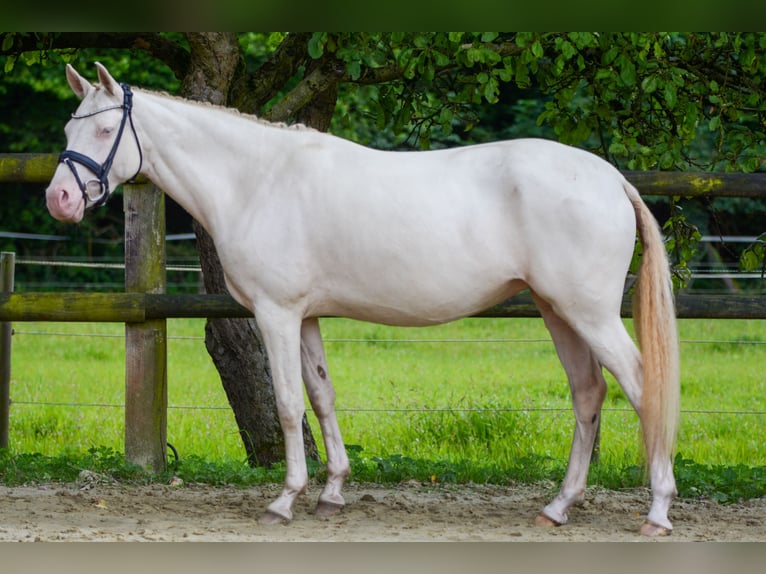 Pony tedesco Giumenta 4 Anni 145 cm Perlino in Bottrop