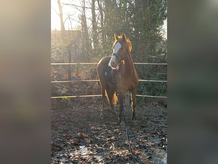 Pony tedesco Giumenta 4 Anni 145 cm Sauro in Harsewinkel