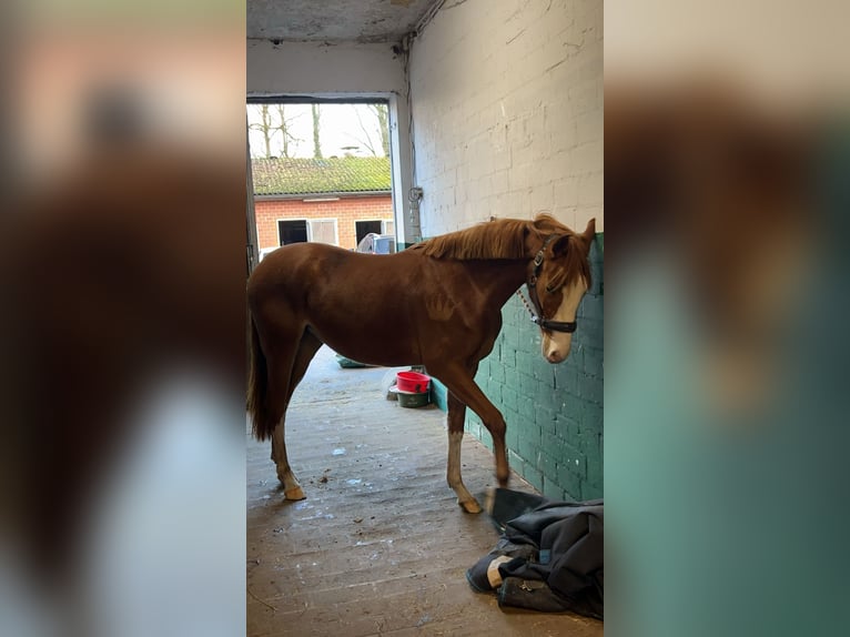 Pony tedesco Giumenta 4 Anni 145 cm Sauro in Harsewinkel