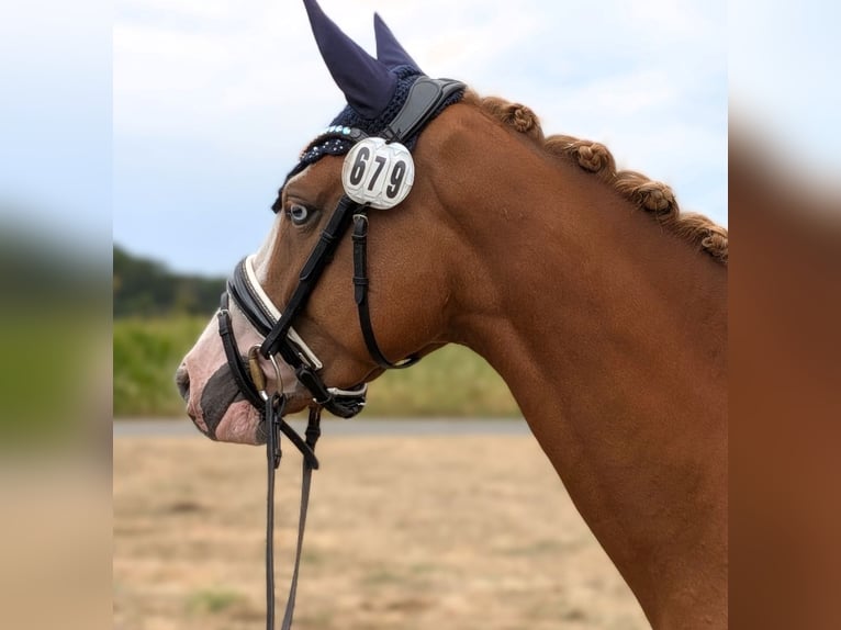 Pony tedesco Giumenta 4 Anni 145 cm Sauro in Heek