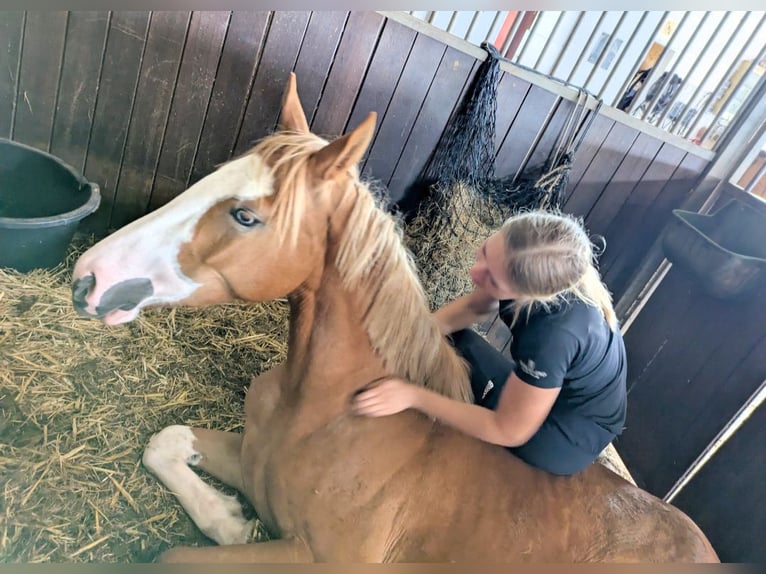 Pony tedesco Giumenta 4 Anni 145 cm Sauro in Heek