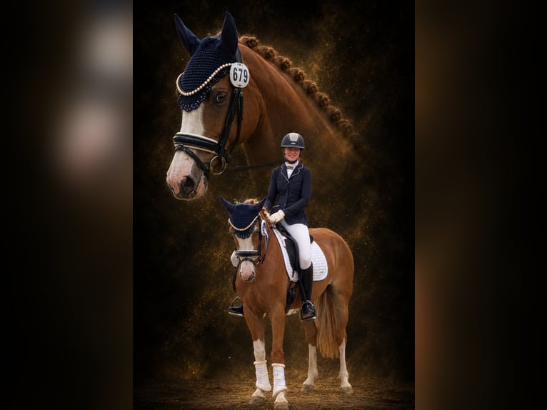 Pony tedesco Giumenta 4 Anni 145 cm Sauro in Heek
