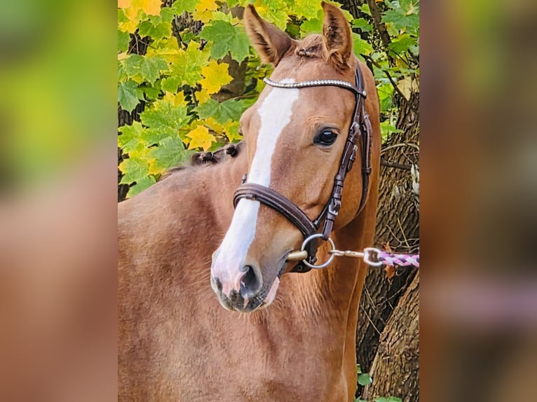 Pony tedesco Giumenta 4 Anni 145 cm Sauro in Grevenbroich
