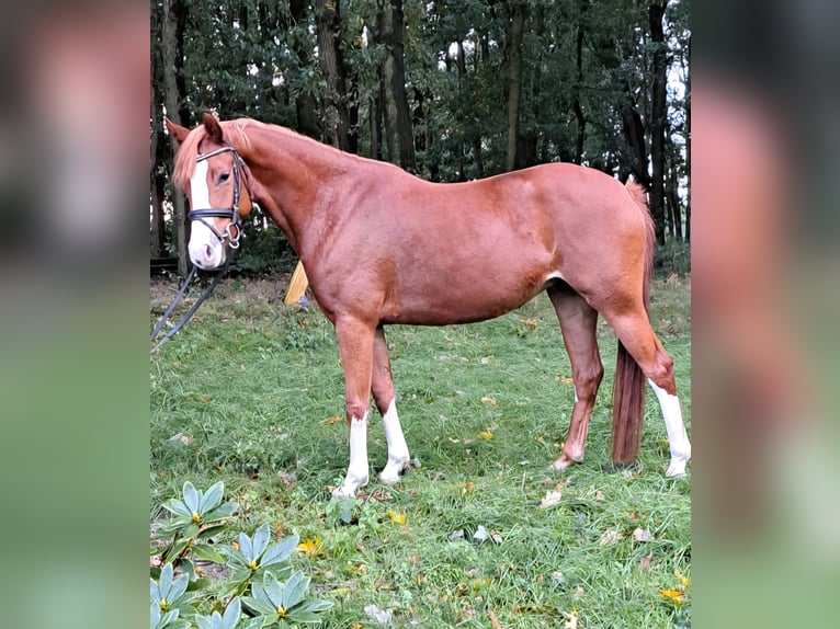 Pony tedesco Giumenta 4 Anni 145 cm Sauro in Lindern (Oldenburg)
