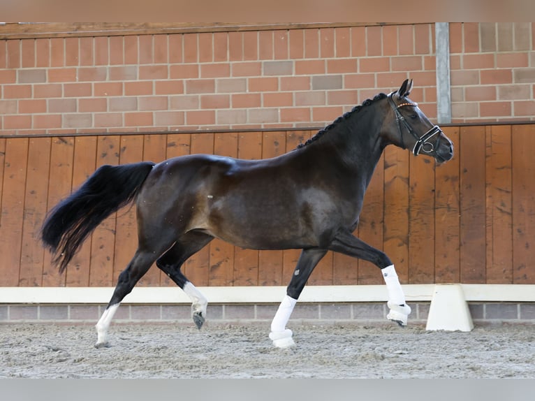 Pony tedesco Giumenta 4 Anni 146 cm Baio in Cappeln