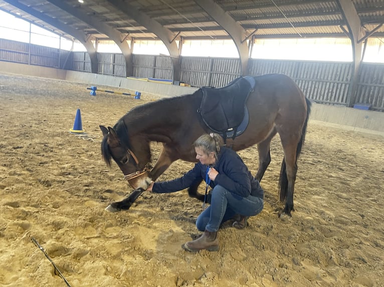 Pony tedesco Giumenta 4 Anni 146 cm Baio in Damp