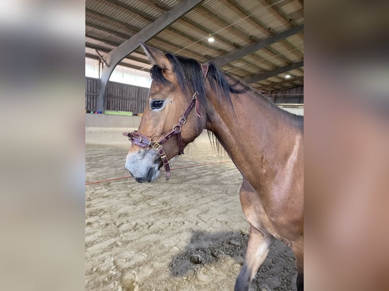 Pony tedesco Giumenta 4 Anni 146 cm Baio in Damp