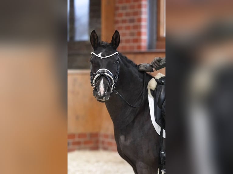 Pony tedesco Giumenta 4 Anni 146 cm Baio nero in Lastrup Pony tedesco Giumenta 4 Anni 146 cm Baio nero in Lastrup