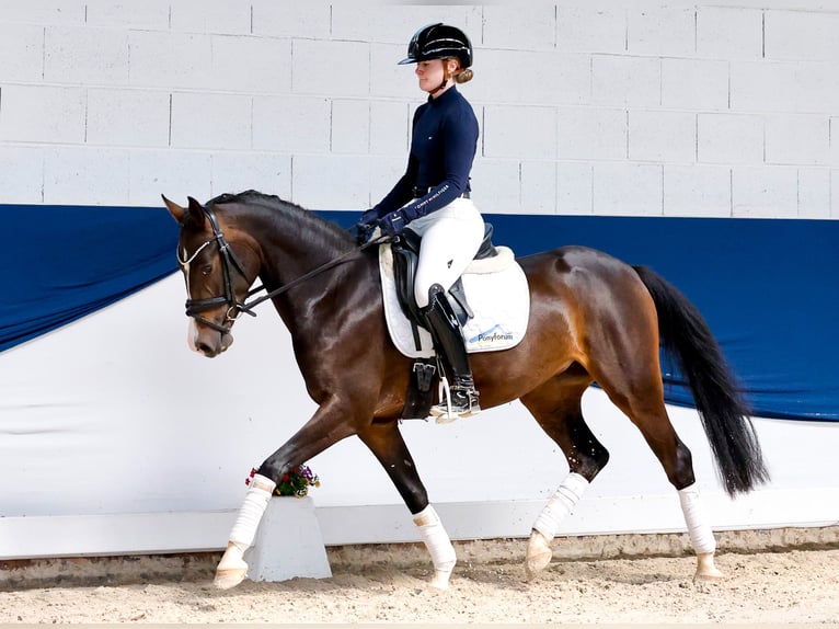 Pony tedesco Giumenta 4 Anni 146 cm Baio nero in Marsberg