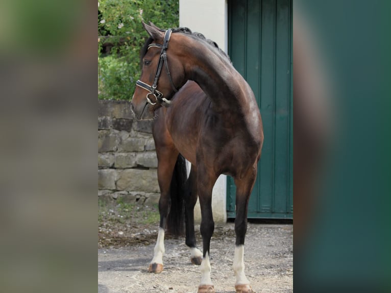Pony tedesco Giumenta 4 Anni 146 cm Baio scuro in Velbert