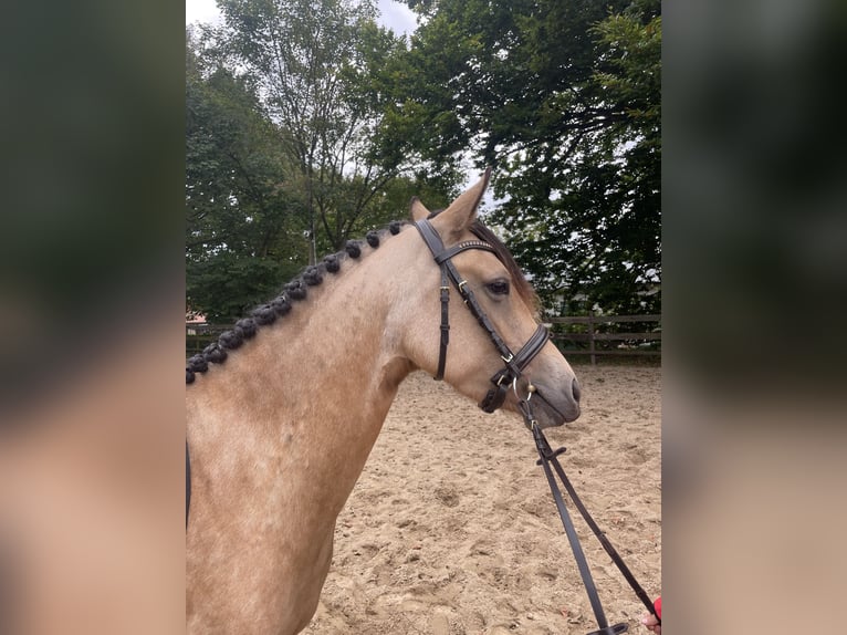 Pony tedesco Giumenta 4 Anni 146 cm Falbo in Tellingstedt