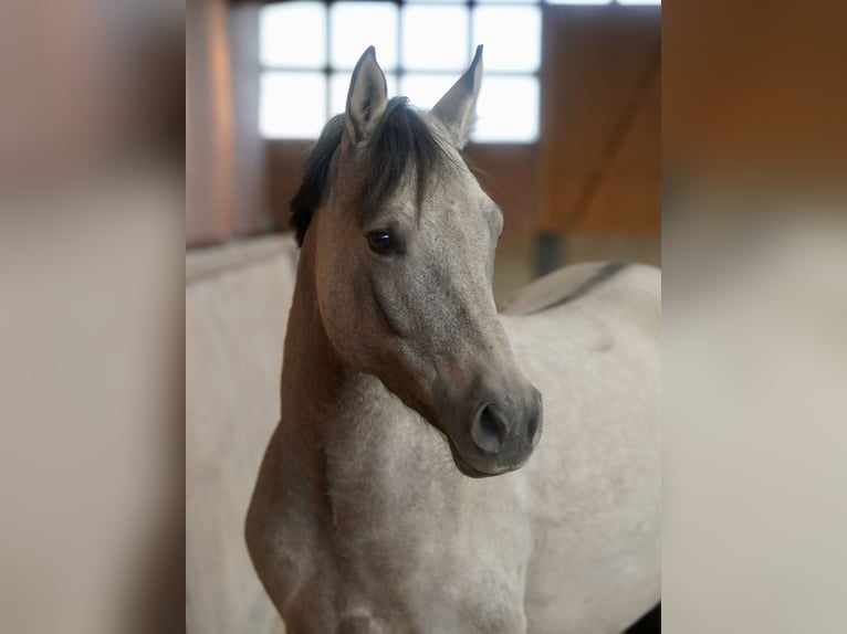 Pony tedesco Giumenta 4 Anni 146 cm Falbo in Paderborn