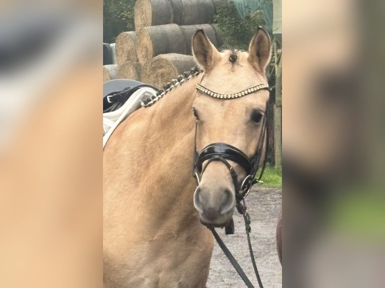 Pony tedesco Giumenta 4 Anni 146 cm Falbo in Ruppichteroth