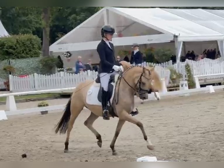 Pony tedesco Giumenta 4 Anni 146 cm Falbo in Ruppichteroth