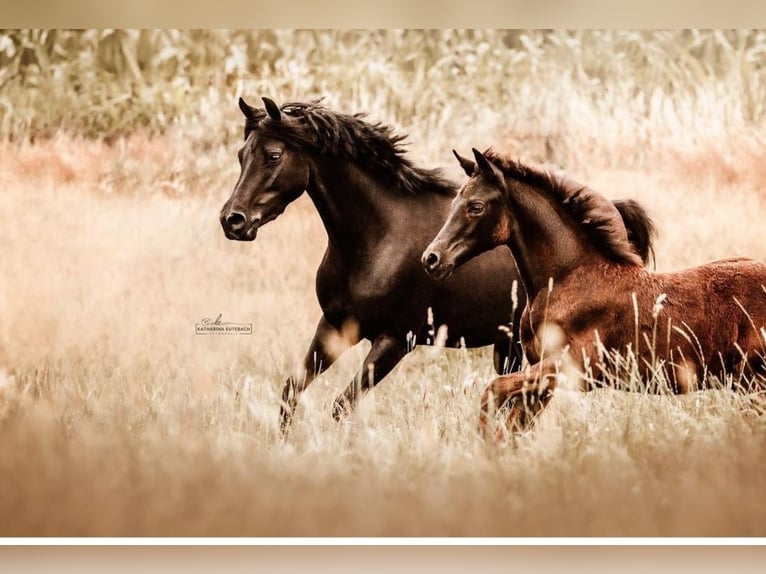 Pony tedesco Giumenta 4 Anni 146 cm Morello in Twistringen