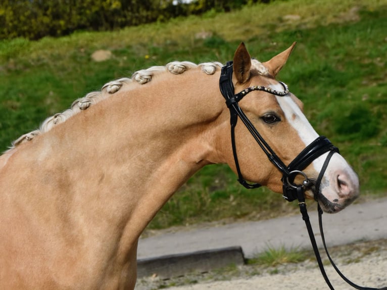 Pony tedesco Giumenta 4 Anni 146 cm Palomino in Fürstenau