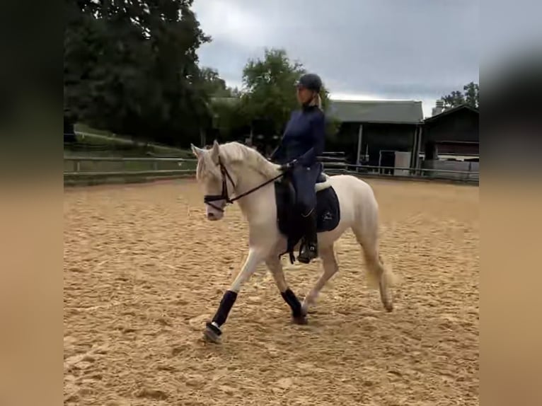 Pony tedesco Giumenta 4 Anni 146 cm Perlino in Weilheim in Oberbayern