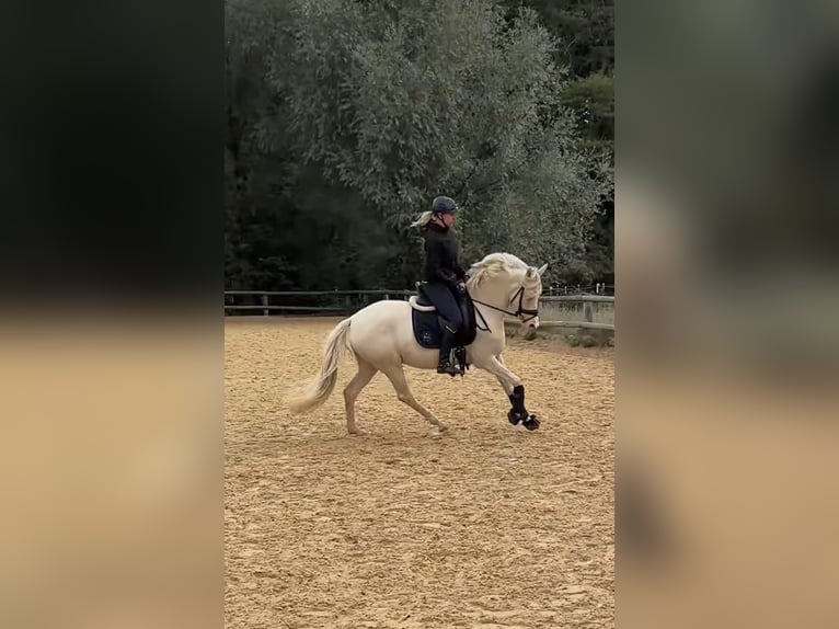 Pony tedesco Giumenta 4 Anni 146 cm Perlino in Weilheim in Oberbayern