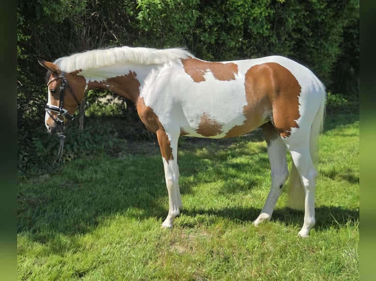 Pony tedesco Giumenta 4 Anni 146 cm Pezzato in Salzhemmendorf