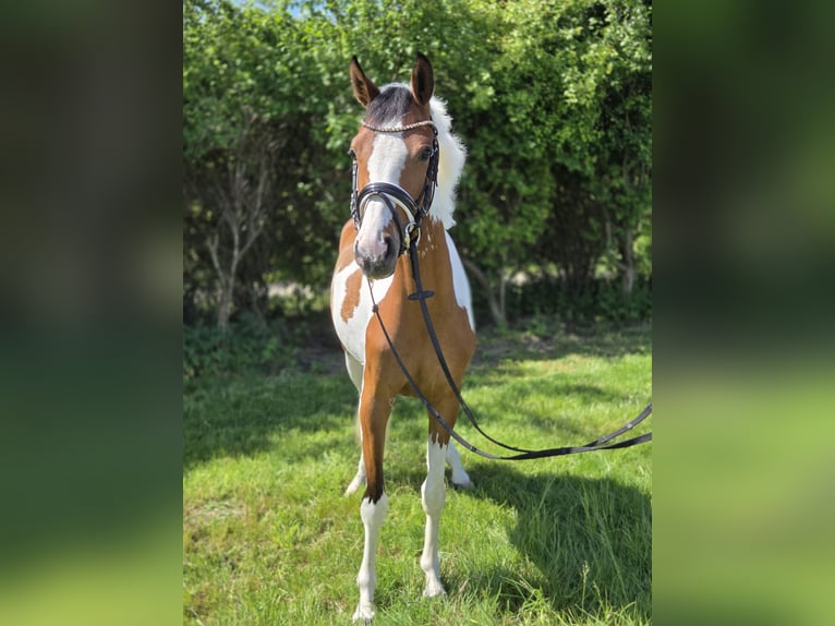 Pony tedesco Giumenta 4 Anni 146 cm Pezzato in Salzhemmendorf
