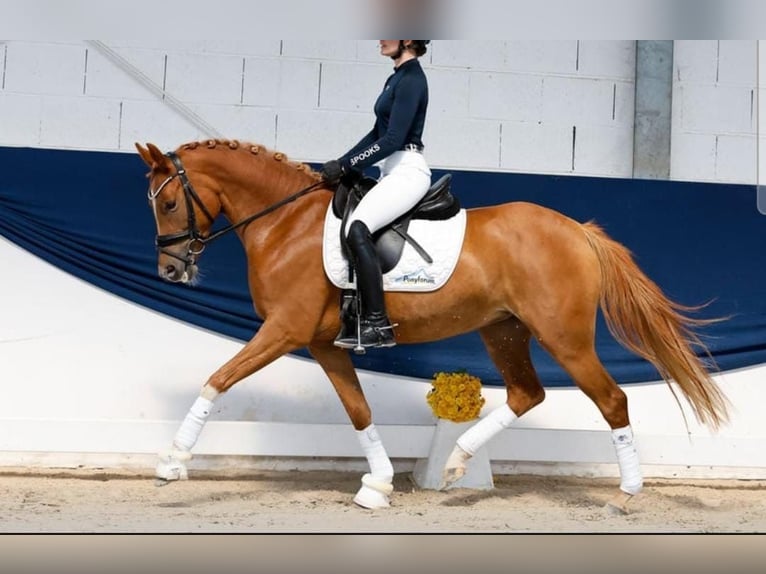 Pony tedesco Giumenta 4 Anni 146 cm Sauro in Runkel